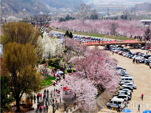 龙王塘樱花园实景图